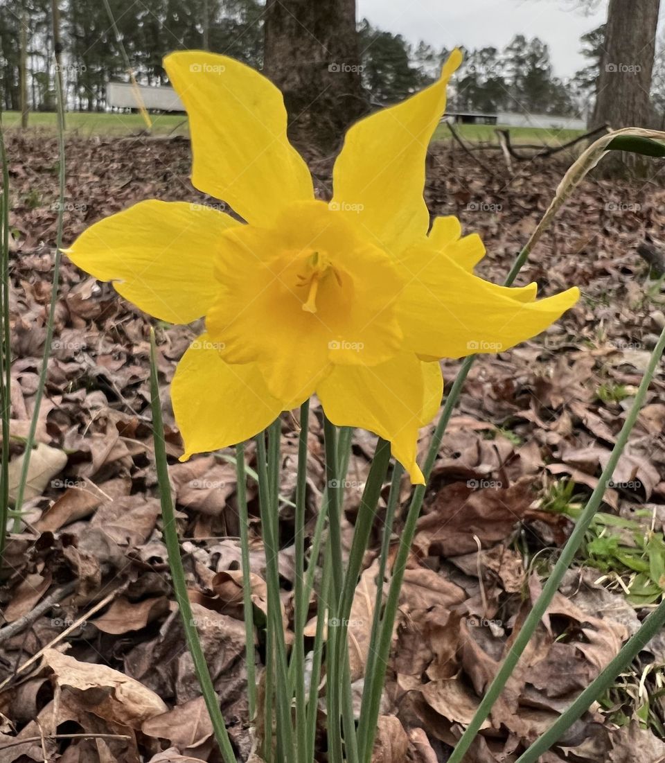 Daffodil 