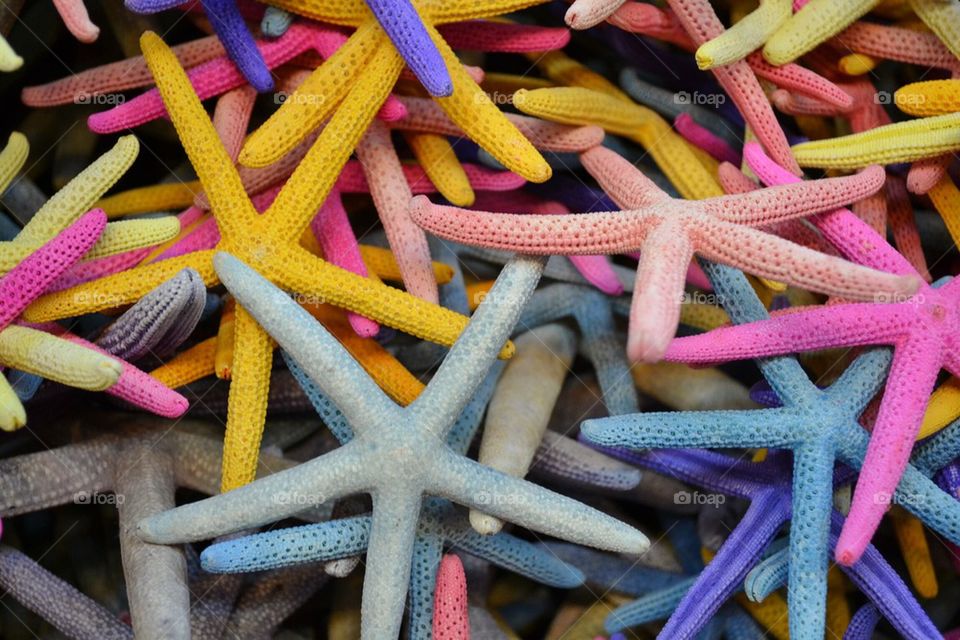 starfish 