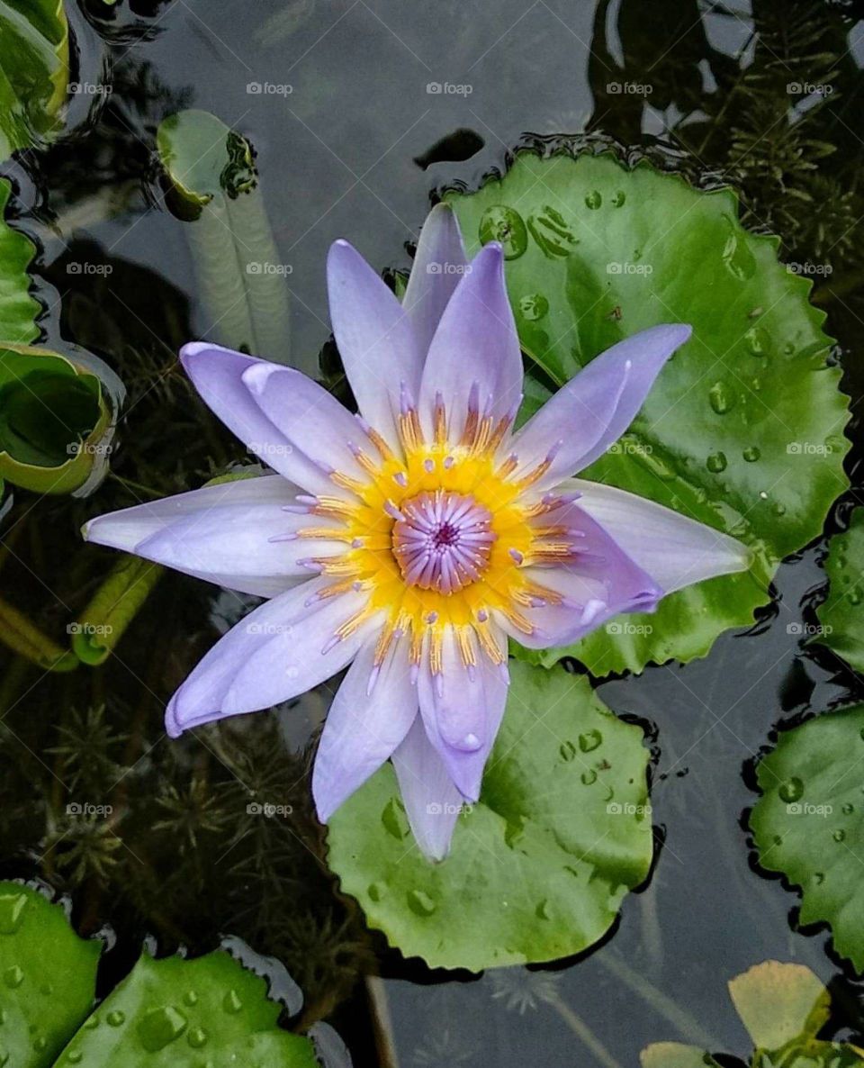 lotus
thailand