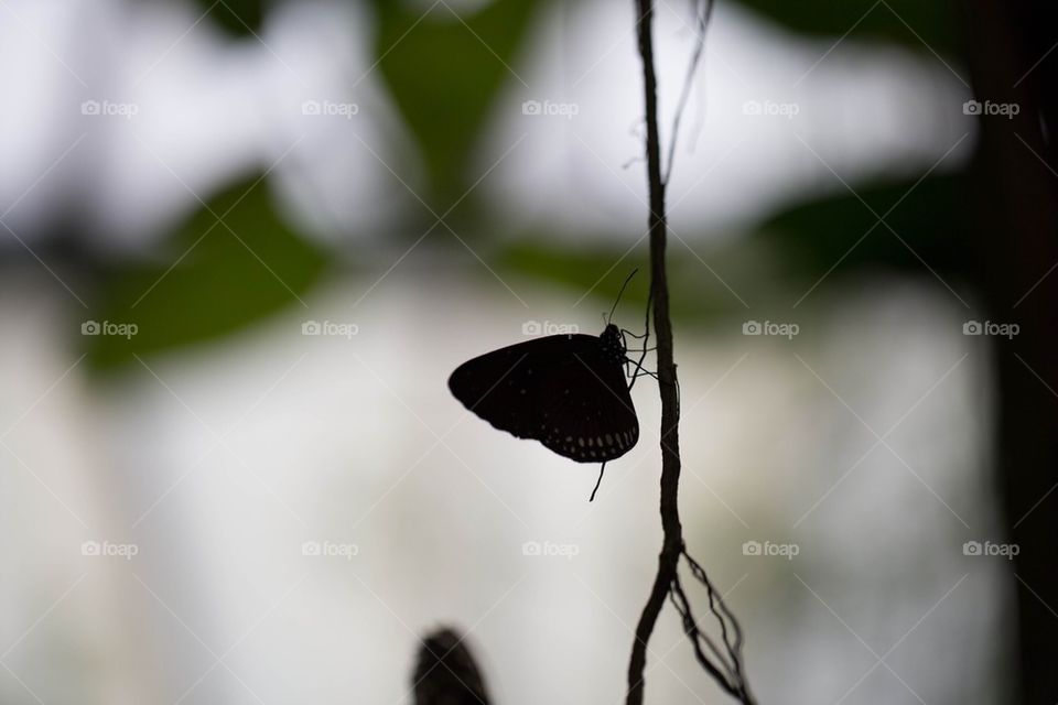 Butterfly silhouette on a plant