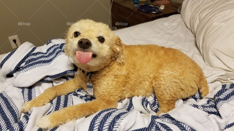Bichon Poodle Dog Sticking Tongue Out
