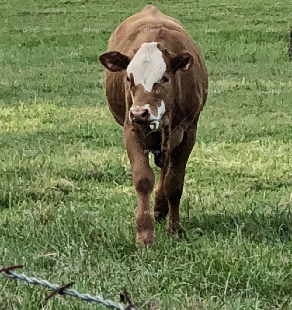 Cow walking