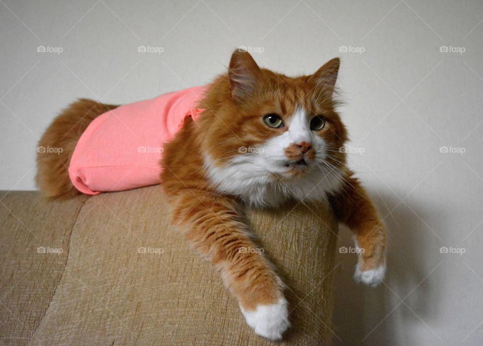 ginger cat pet funny portrait resting on a sofa