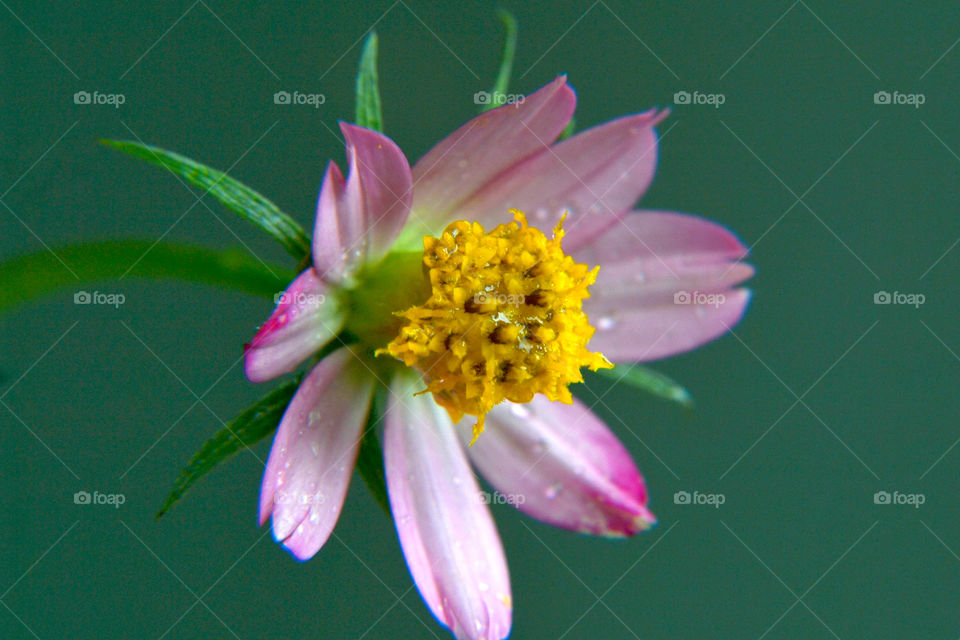 in Indonesia the flower is name the kenikir flower 