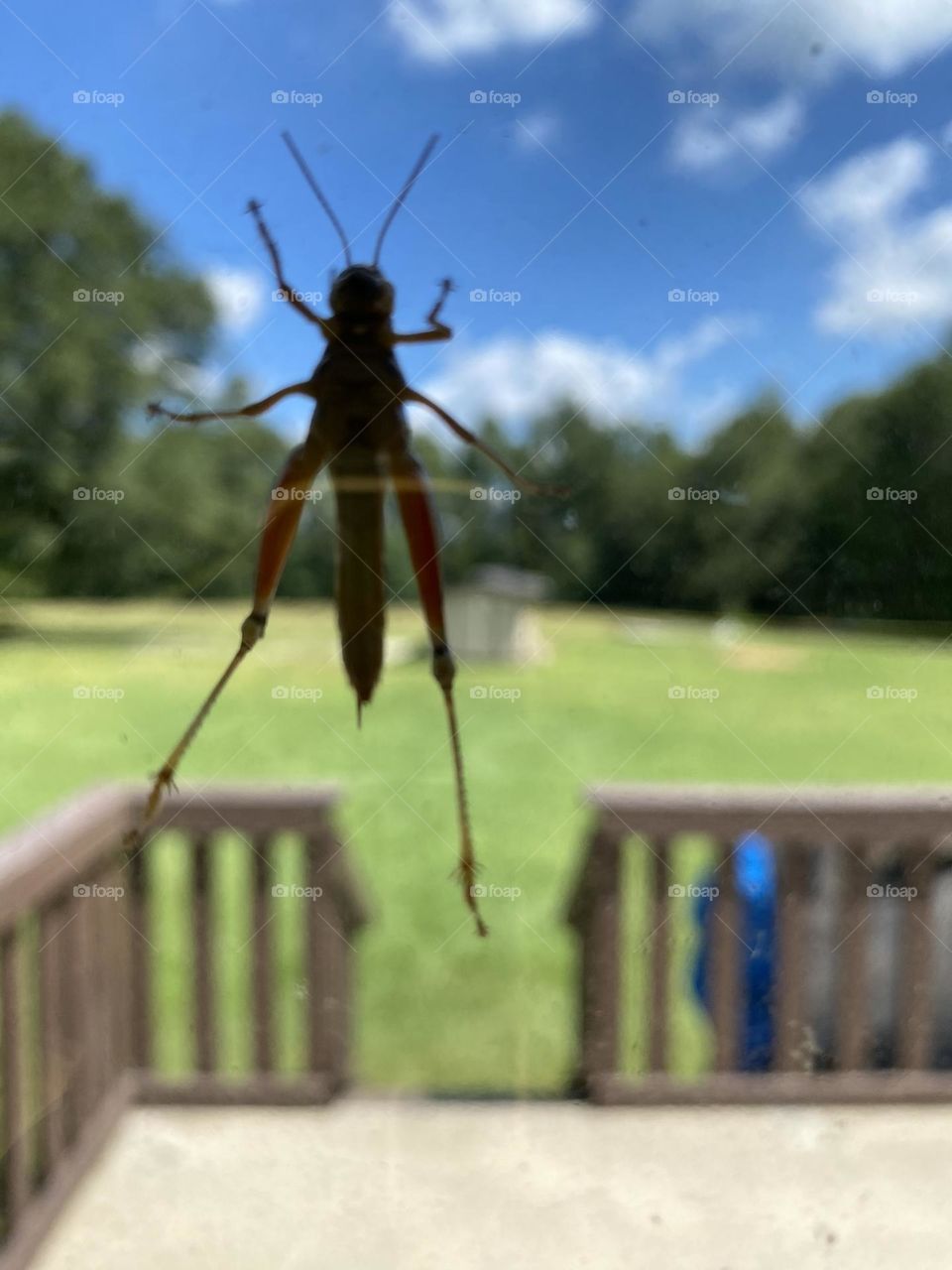 A beautiful grasshopper visiting 