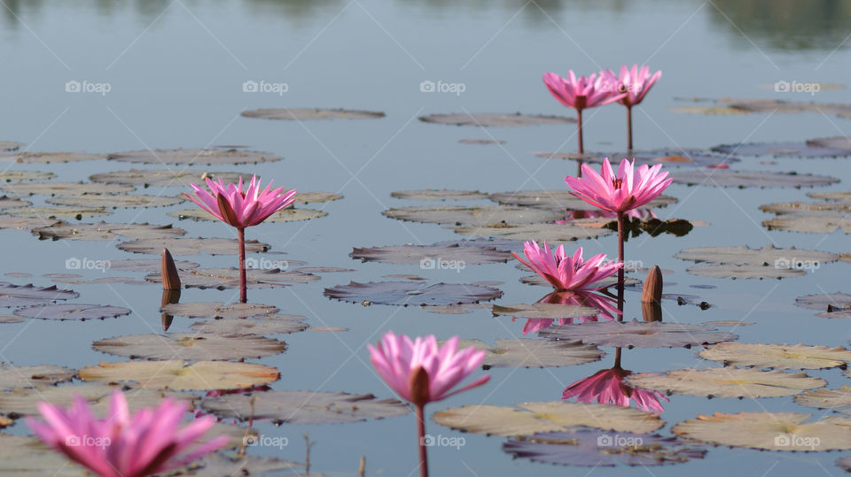Beautiful lotus reflection in lake
