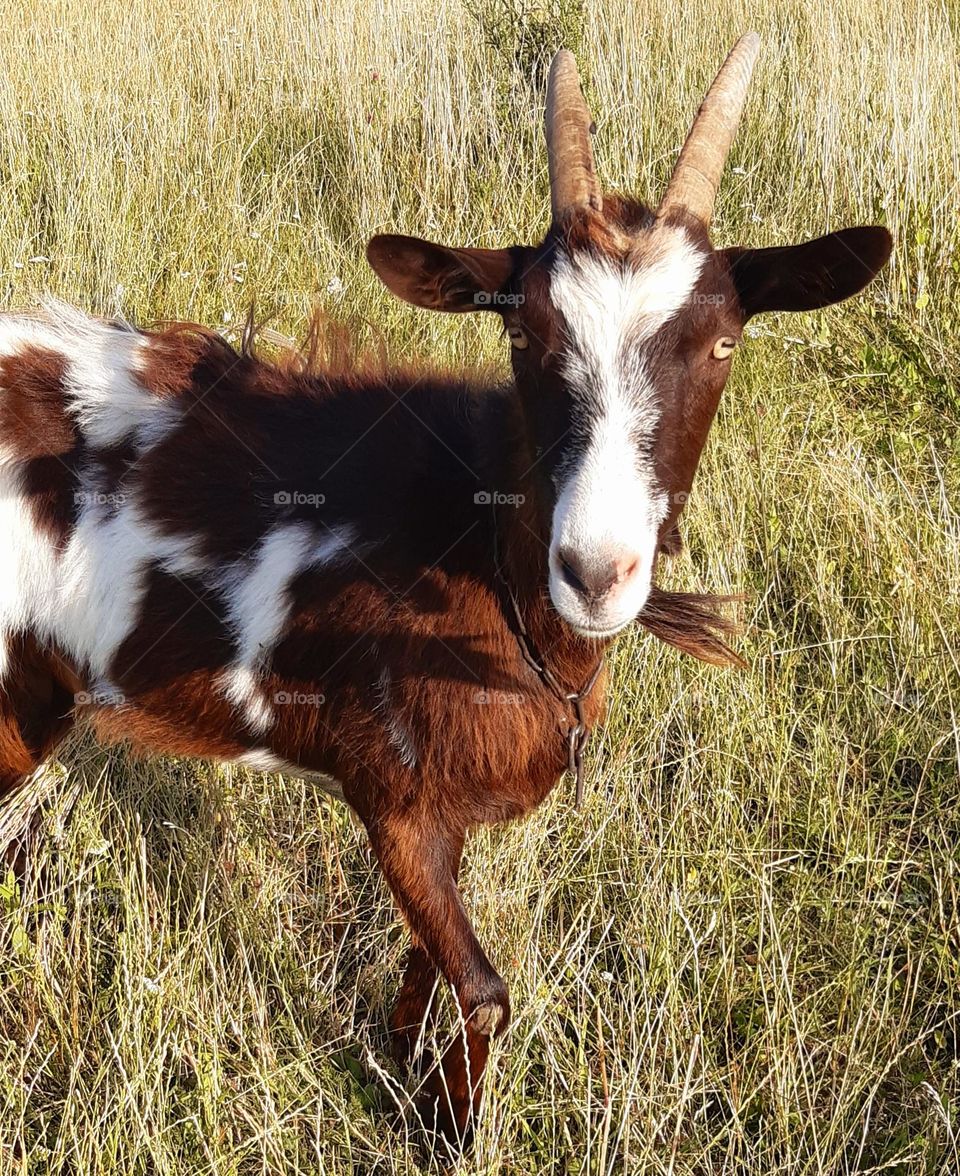 nice to meet you, awesome goat)))