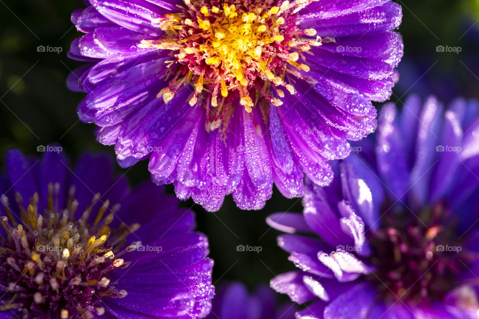 A top down macro portrait of some wet purple aster flowers with a lot of raindrops on their petals.