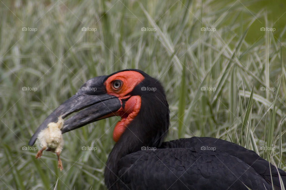 Southern ground hornbill