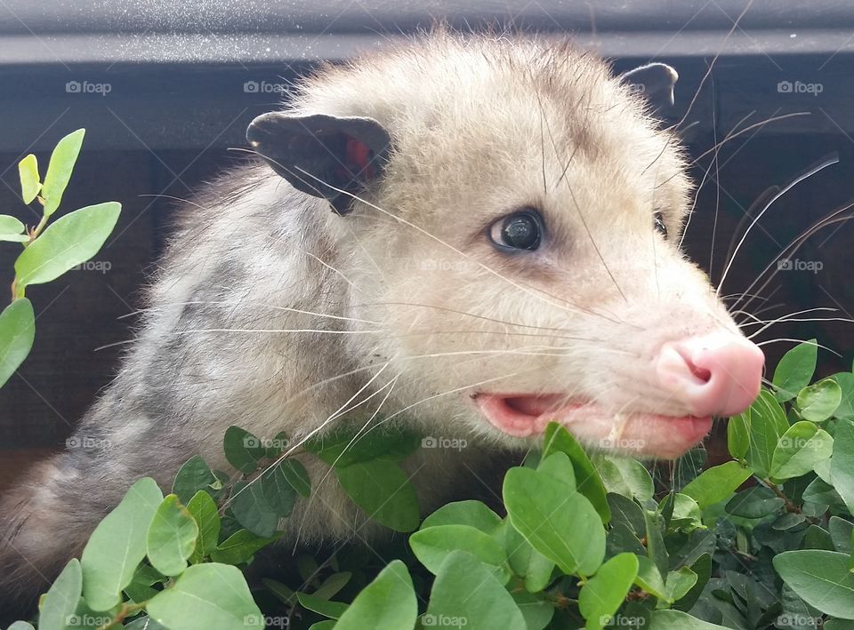 possum