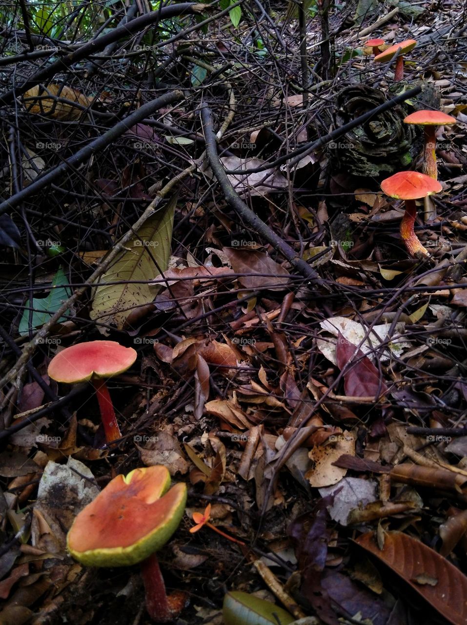 Mushrooms in the messy area.