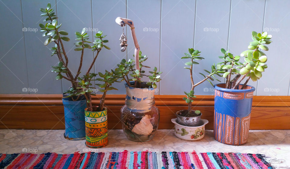 Flowerpots with crassula and a  rug