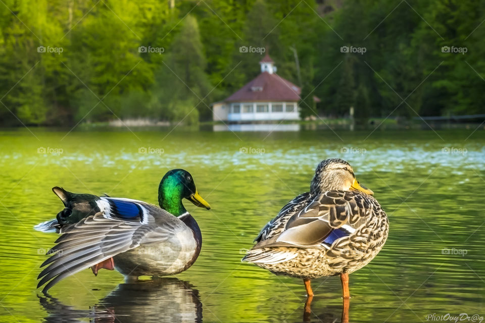 Duck, Bird, Lake, Nature, Pool