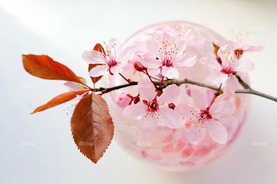 Beautiful english blossom tree branch with pink blossom flowers laying across a pink glass ball.