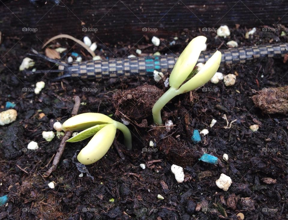 Germinated seeds. Germinated seeds of beans