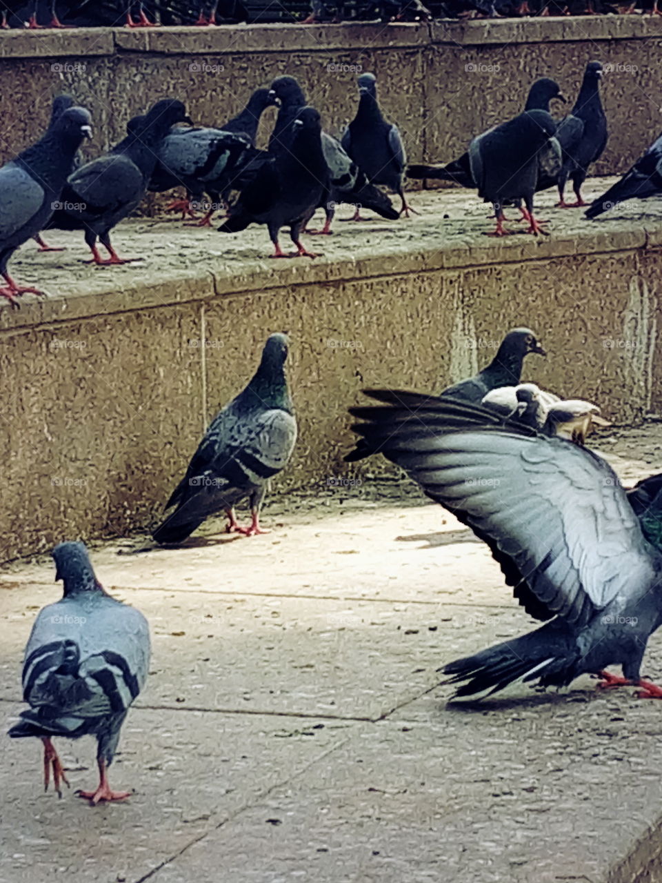 Bird, Pigoen, group many Pigoen,