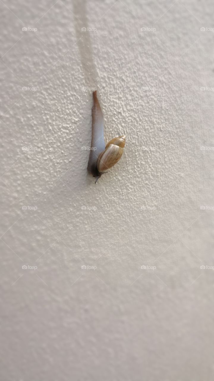 snail. in my yard