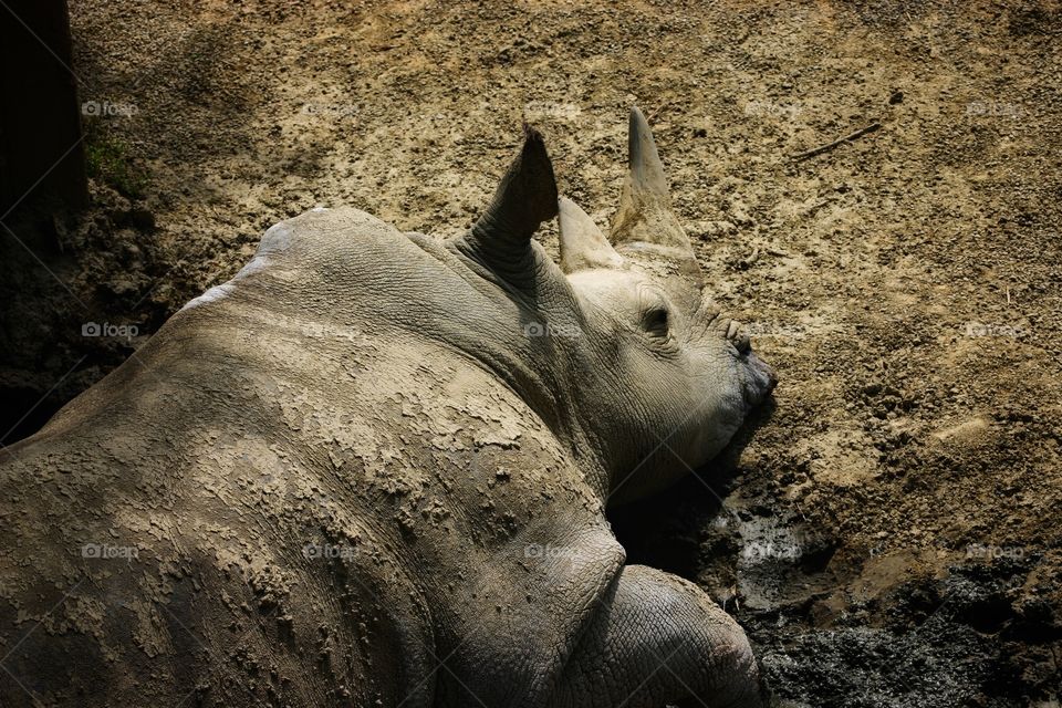 The Resting Rhinoceros 