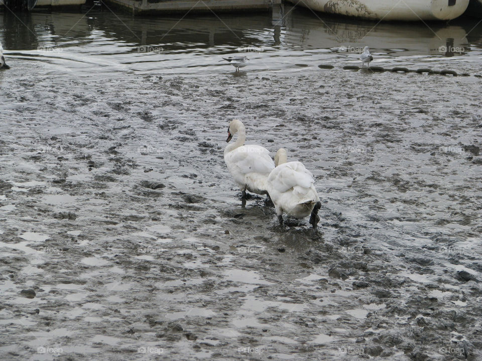 swans mud lowtide watersedge by lizajones