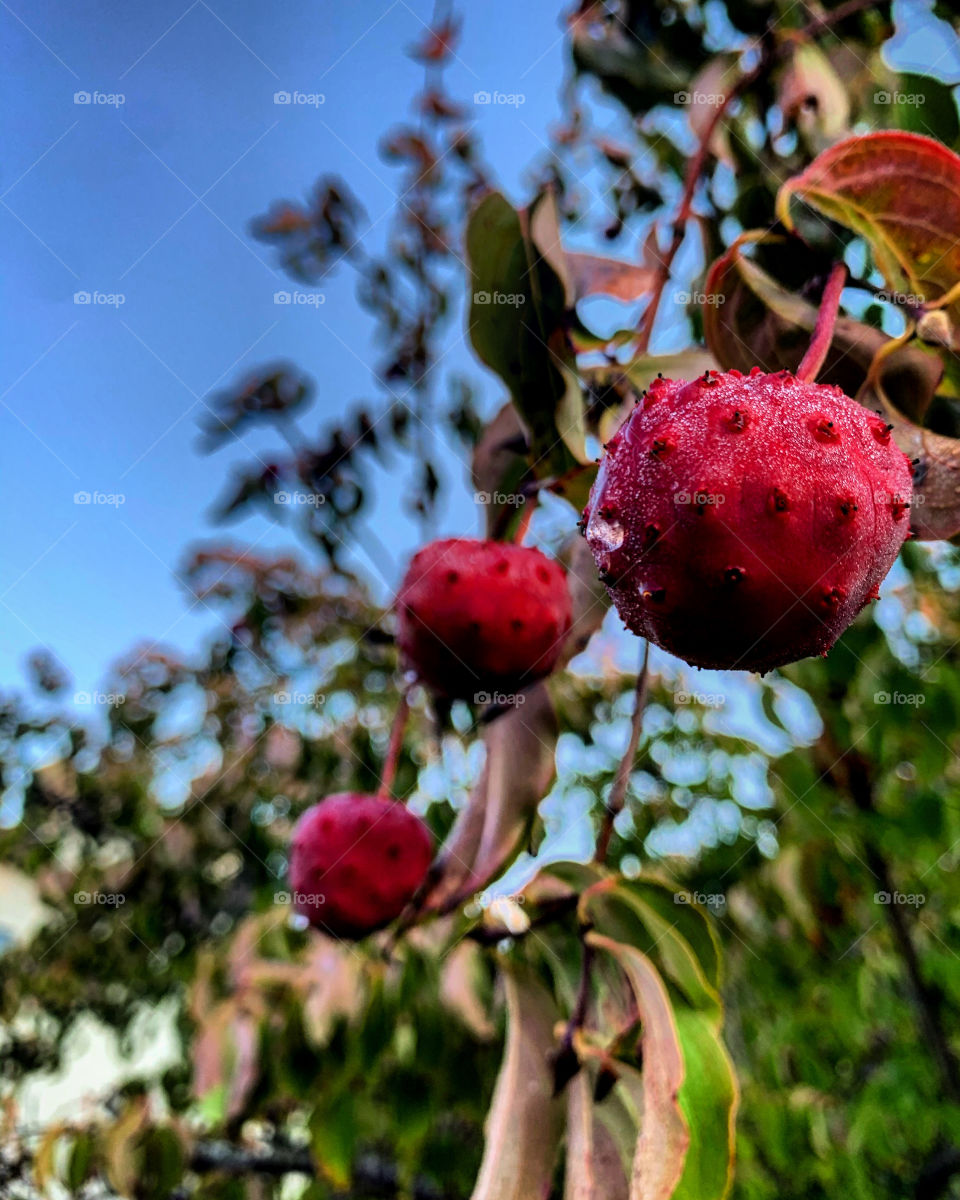 Fall fruit is so beautiful 
