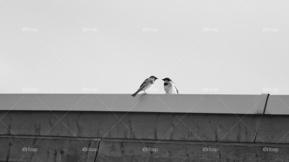 birds in the city