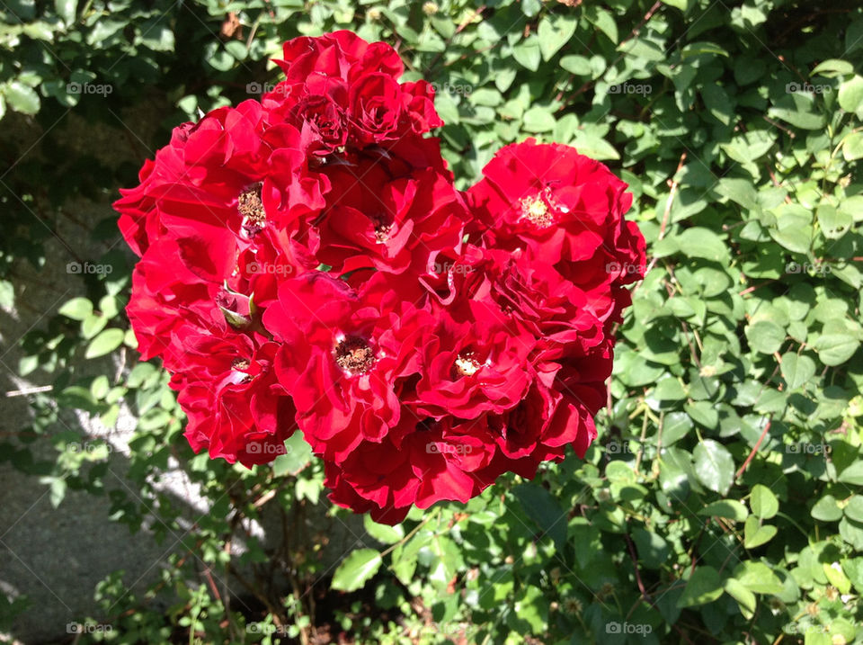 nature flower red roses by lexlebeur