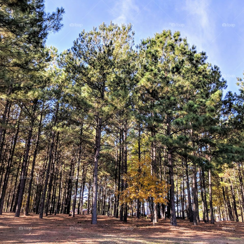 pine tree forest