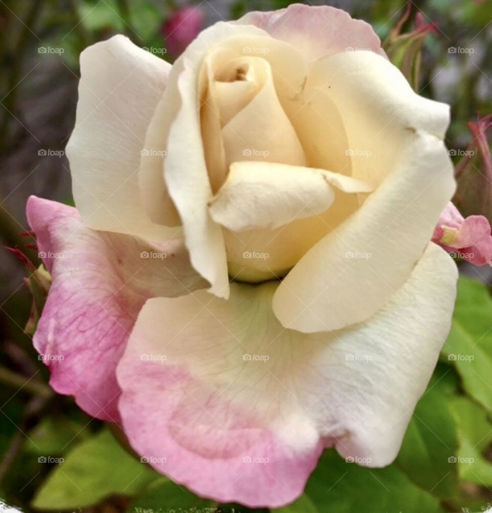 🌹 🇺🇸 Very beautiful flowers to brighten our day.  Live nature and its beauty. Did you like the delicate petals? / 🇧🇷 Flores muito bonitas para alegrar nosso dia. Viva a natureza e sua beleza. Gostaram das pétalas delicadas? 