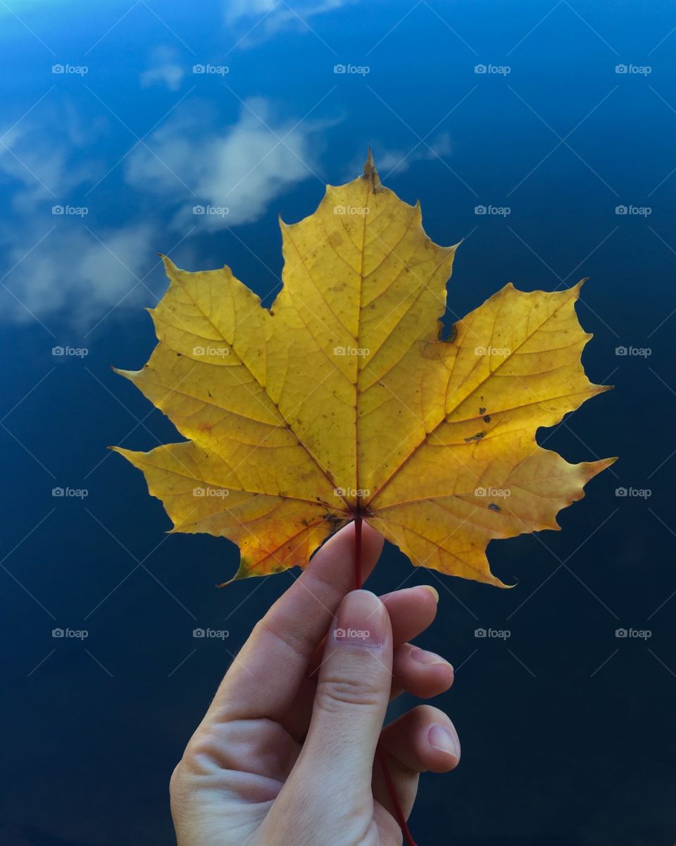 Yellow autumn leaf