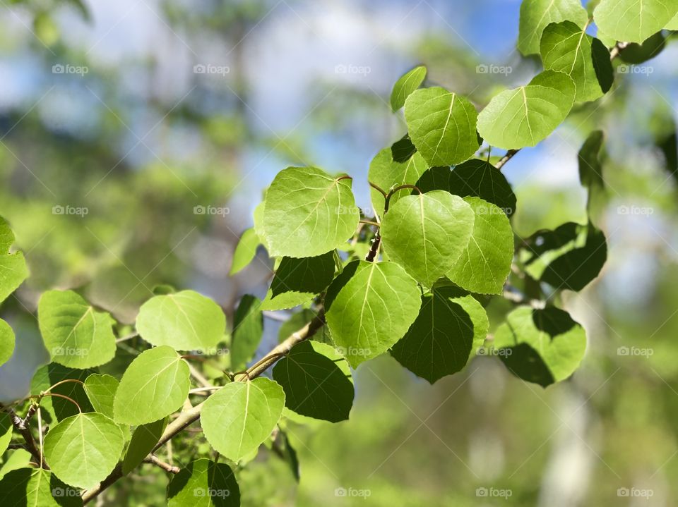 Spring Aspen Branch 