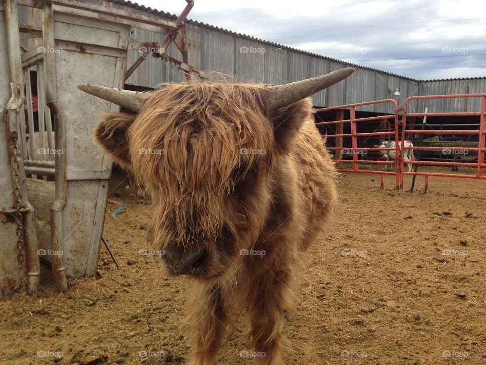 Shaggy cow