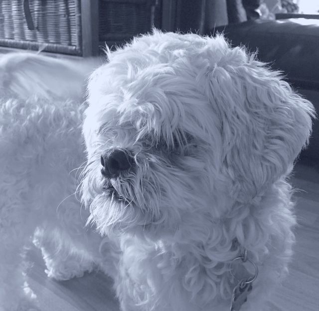 Shitzu dog 