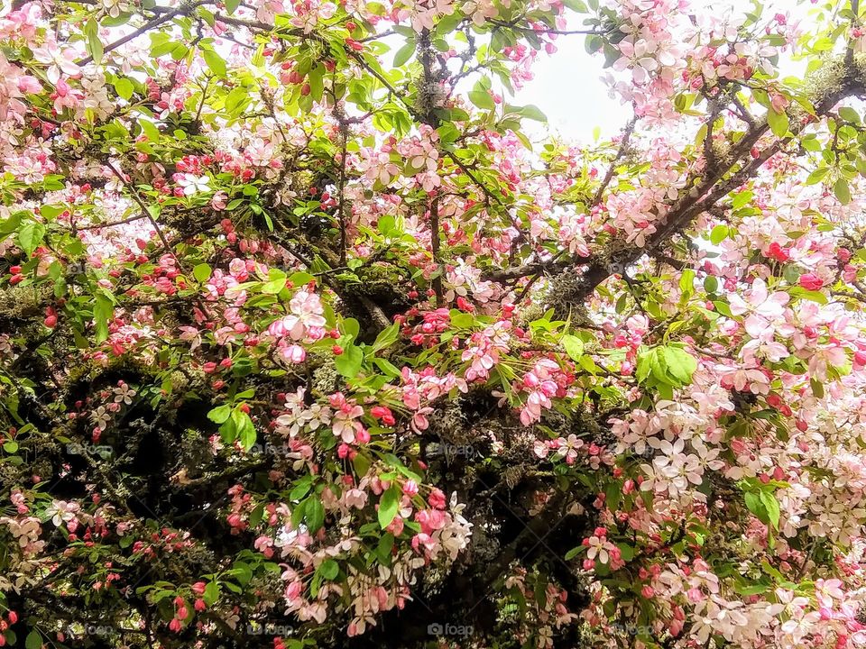 blooms in branches