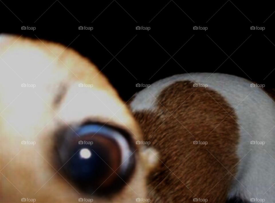 Who’s in there?..... I was trying to take a serious picture but my funny little dog was so curious, this is the result 