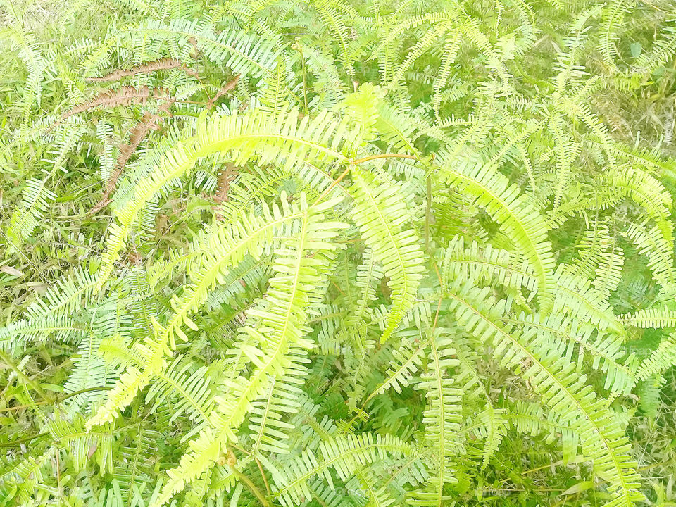 Dicronopteris linearis