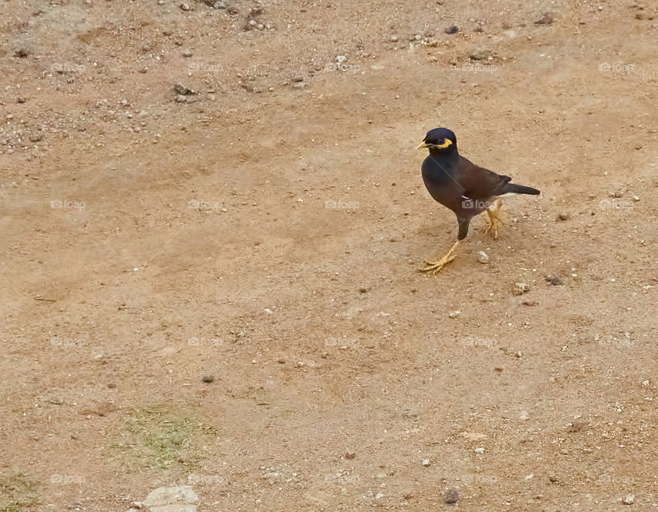 Morning walk - Bird Photography - Indian Mynaa - Walking