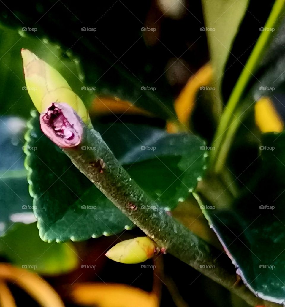 Beautifull   leaf growing