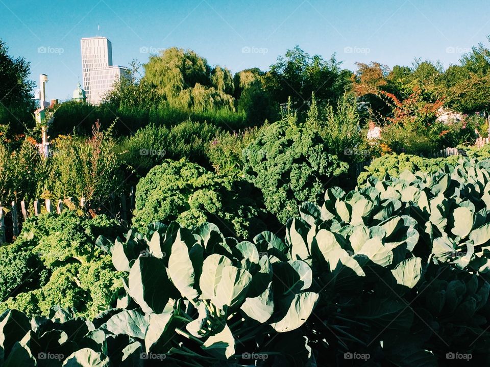 Kale growing in the city