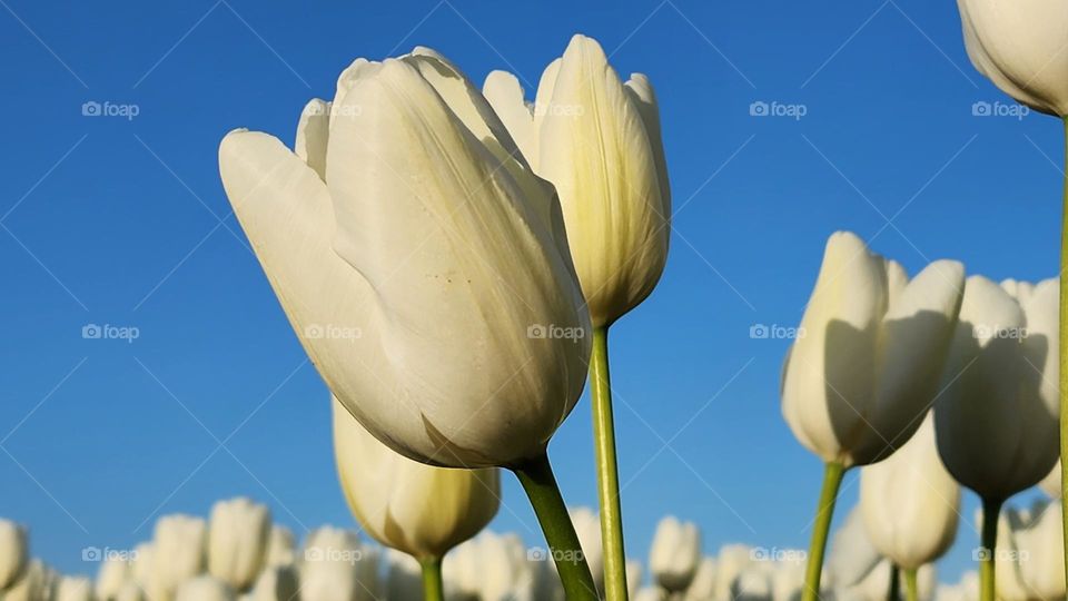 white tulips