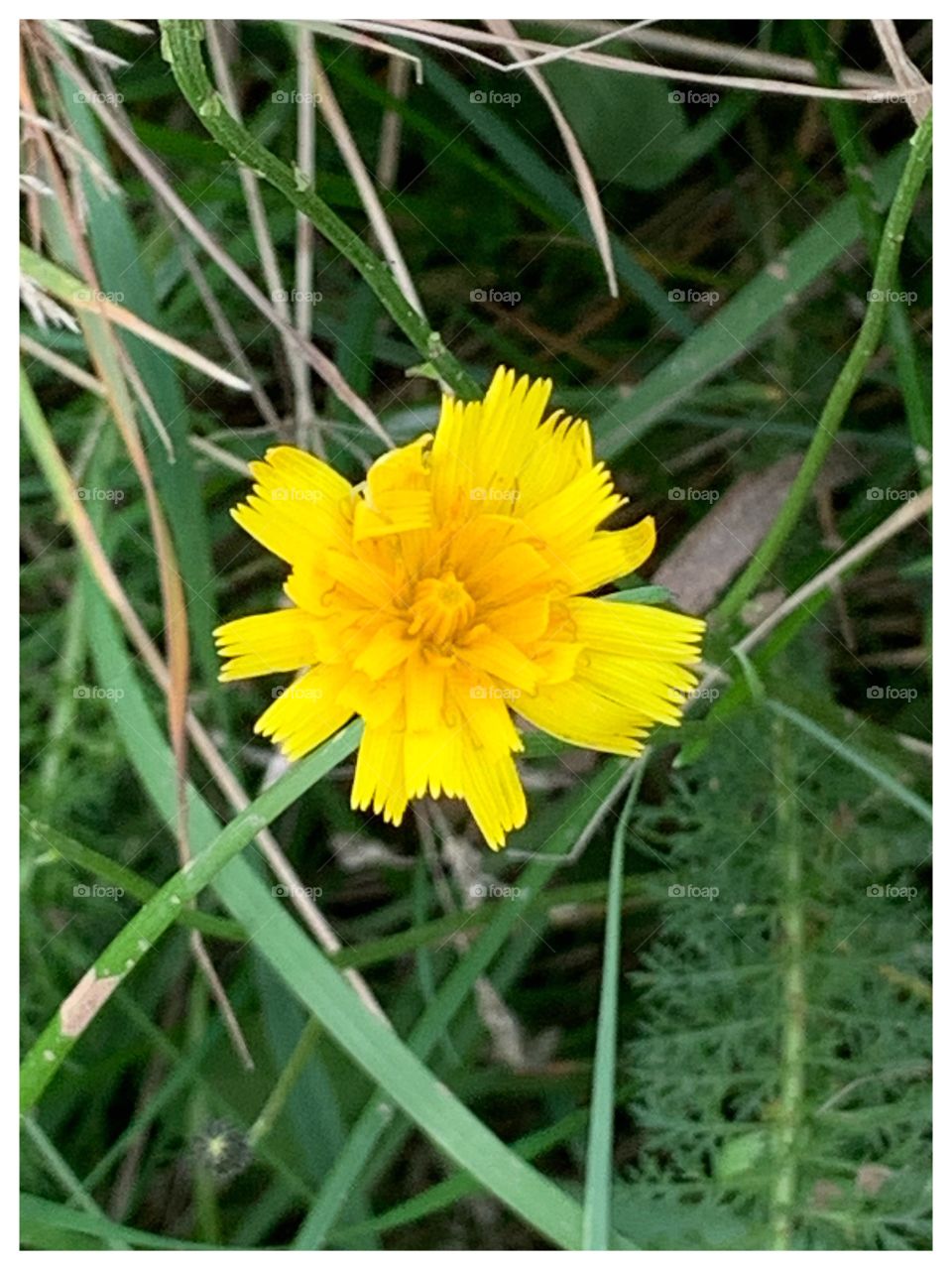Fleurs ~ Flowers 🌼
