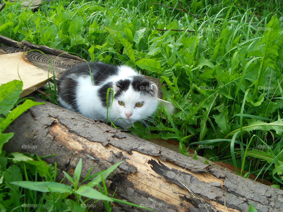 Моя любимая кошечка в зелёной травке