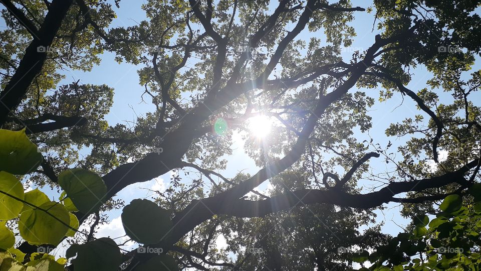 Woodland Canopy