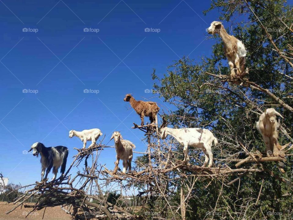 Beautiful goats on argania spinosa tree in Morocco.