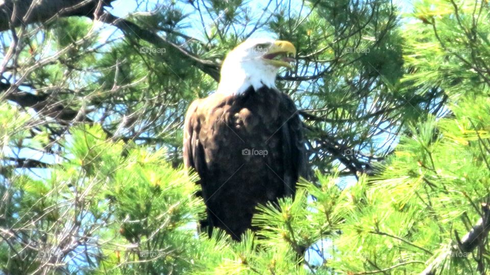 Bald Eagle spotted from my kayak