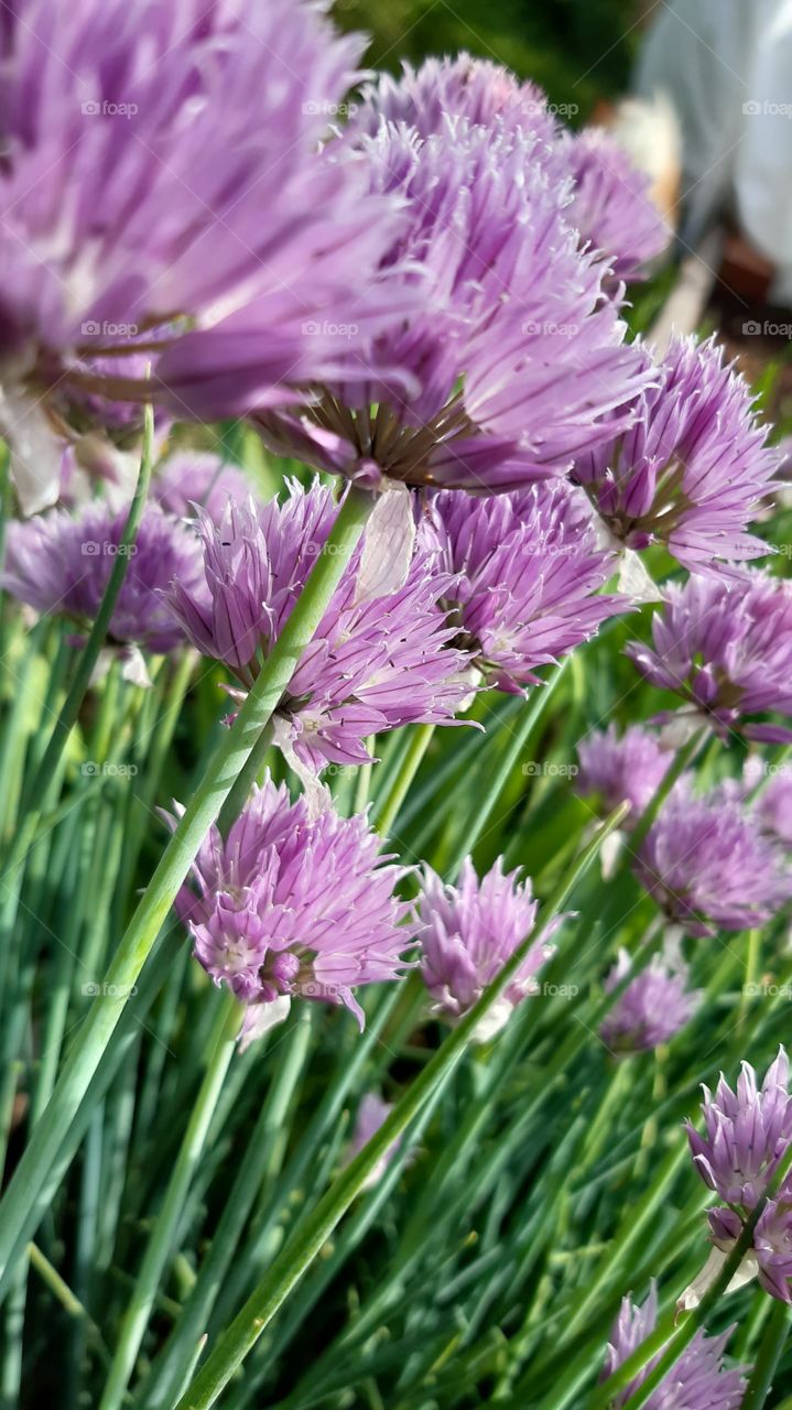 летняя красота природы