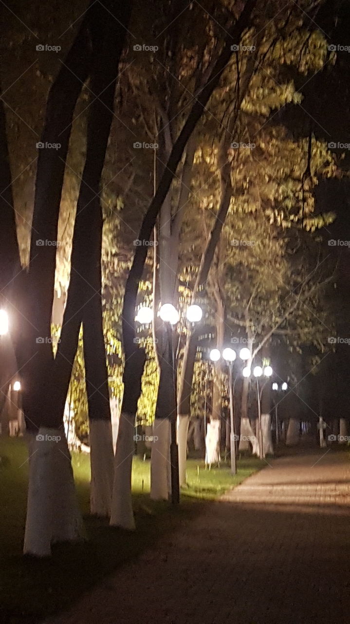 And the trees glow at night!