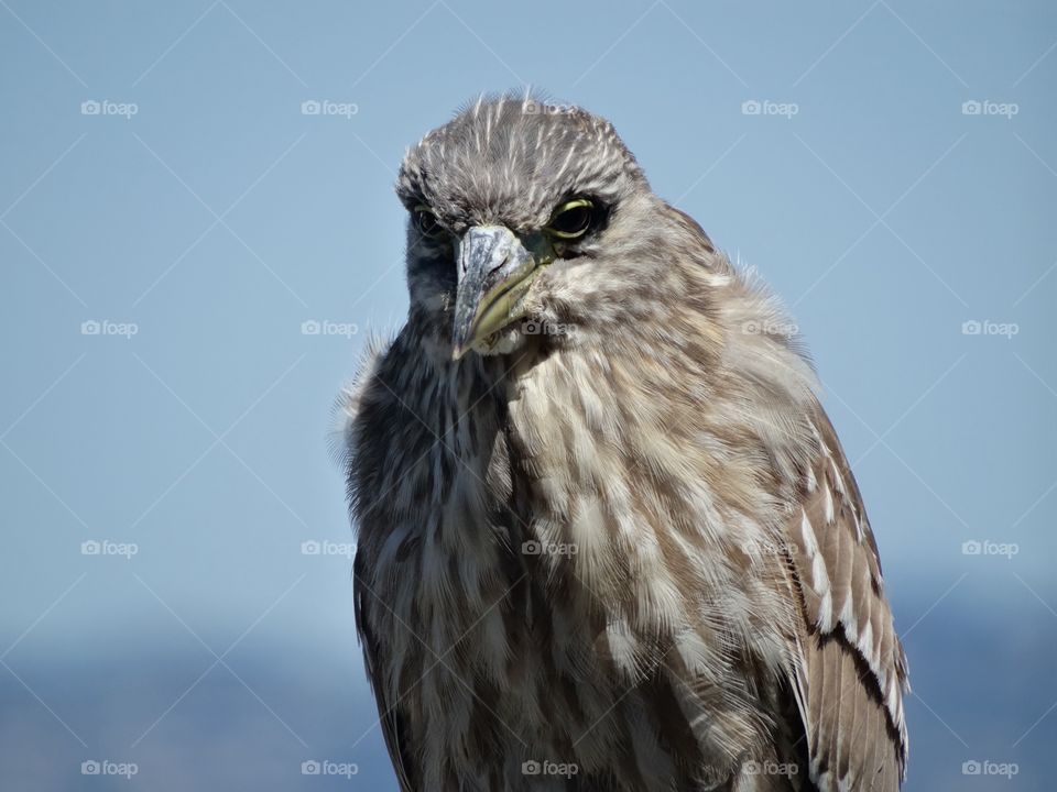 California Heron