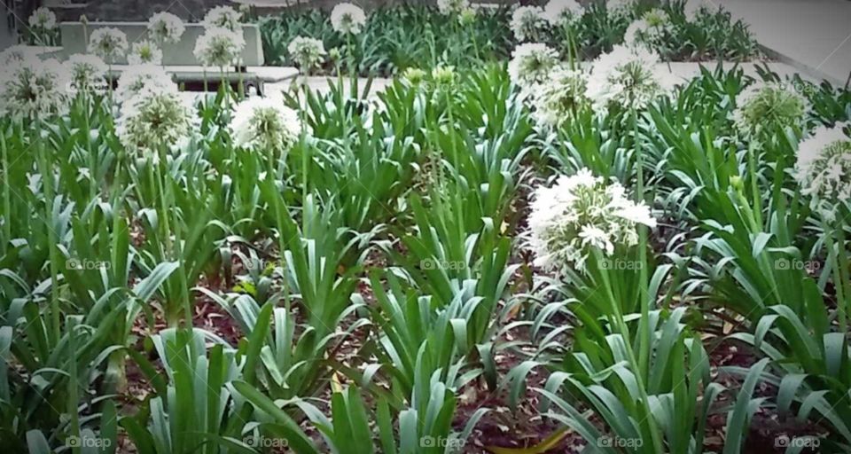 las flores del jardín.