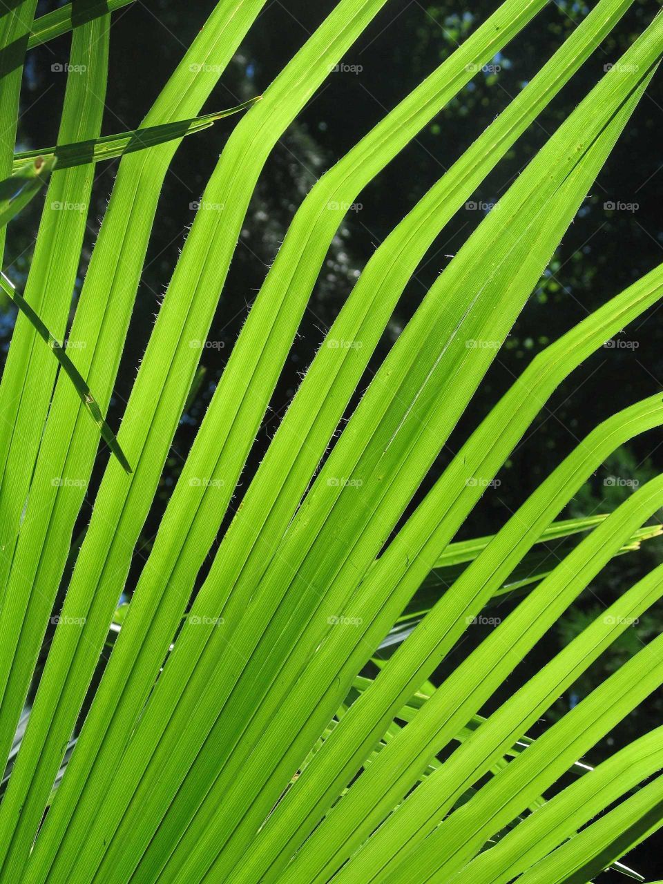 Palm tree leaves