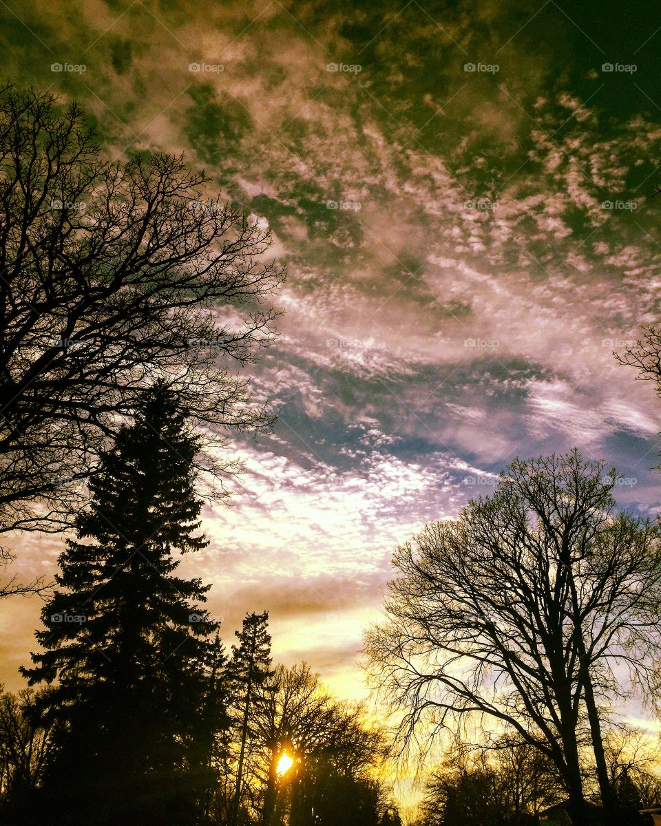 Tree, Dawn, Landscape, No Person, Nature